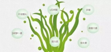 抗癌圣品 富含dha 蛋白质是鱼肉的3倍 叶绿素是蔬菜10倍