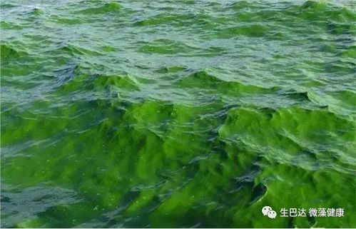 品牌事丨螺旋藻 小球藻原料优质供应商 生巴达的健康梦