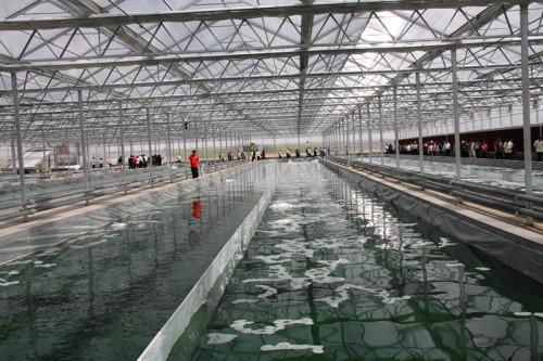 世界上最大的低温螺旋藻竟然产于内蒙这个旗