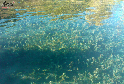 天然螺旋藻的功效与作用有哪些_苹果绿