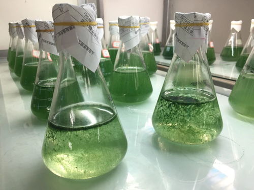 蓝钻生物螺旋藻生意的败落