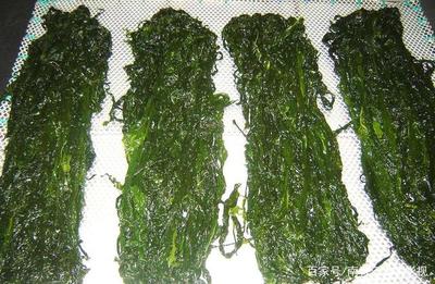 裙带菜 海中蔬菜，天然螺旋藻的健康宝藏